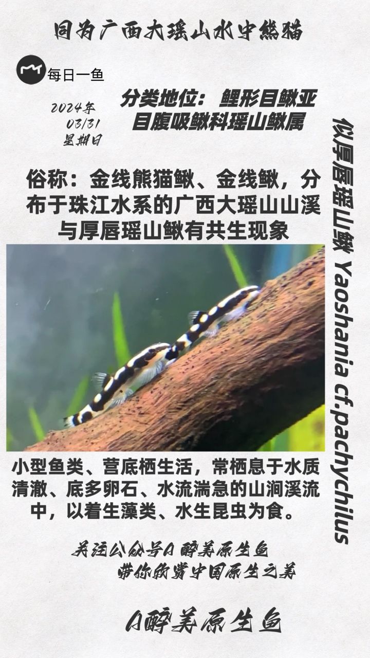 似厚唇瑤山鰍：分布在廣西大瑤山 觀賞魚論壇