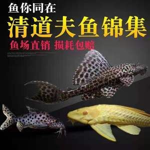 養(yǎng)金龍魚必須養(yǎng)清道夫魚嗎：養(yǎng)金龍魚同時必須養(yǎng)清道夫魚嗎，養(yǎng)金龍魚必須養(yǎng)清道夫魚嗎 龍魚百科 第1張