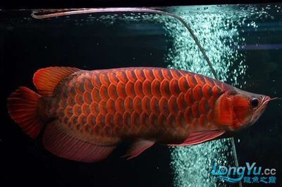 紅龍魚(yú)掉眼：如何預(yù)防龍魚(yú)掉眼