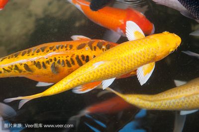 鯉魚與金龍魚：鯉魚與金龍魚的區(qū)別 龍魚百科 第2張