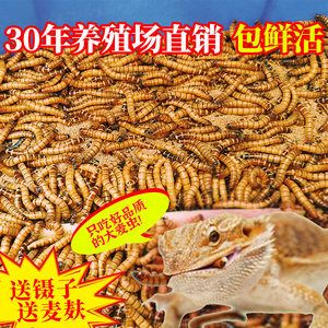 龍魚吃大麥蟲內(nèi)臟會怎么樣：龍魚吃大麥蟲內(nèi)臟會怎樣 龍魚百科 第3張