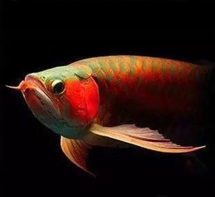 紅龍魚(yú)怎樣才算是兜嘴：紅龍魚(yú)兜嘴是先天與后天兩種情況，紅龍魚(yú)怎樣才算兜嘴