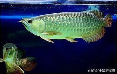 龍魚(yú)換水喂食：龍魚(yú)換水和喂食 龍魚(yú)百科 第2張