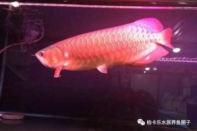 龍魚(yú)換水喂食：龍魚(yú)換水和喂食 龍魚(yú)百科 第3張