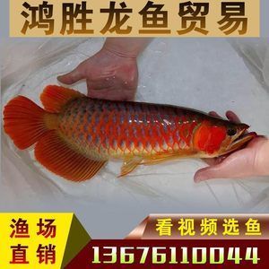 金龍魚活體魚苗市場價 龍魚百科