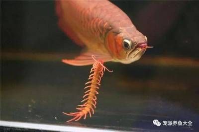 小紅龍魚價格：喂養(yǎng)龍魚時可以考慮使用小金魚、紅劍魚、小錦鯉等小魚