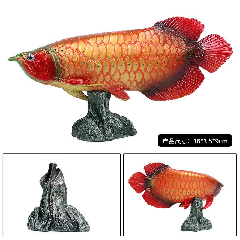 金龍魚(yú)和金槍魚(yú)一樣嗎：金龍魚(yú)和金槍魚(yú)一樣嗎金龍魚(yú)和金槍魚(yú)一樣嗎