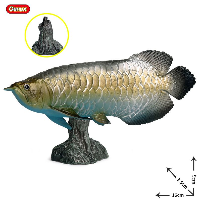 金龍魚(yú)和金槍魚(yú)一樣嗎：金龍魚(yú)和金槍魚(yú)一樣嗎金龍魚(yú)和金槍魚(yú)一樣嗎