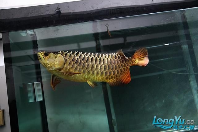 怎樣讓龍魚增強食欲和食欲：如何提高龍魚的食欲 龍魚百科 第2張