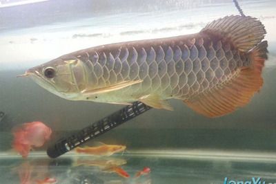 最小的金龍魚(yú)是什么魚(yú)品種：最小的金龍魚(yú)是什么魚(yú) 龍魚(yú)百科 第2張