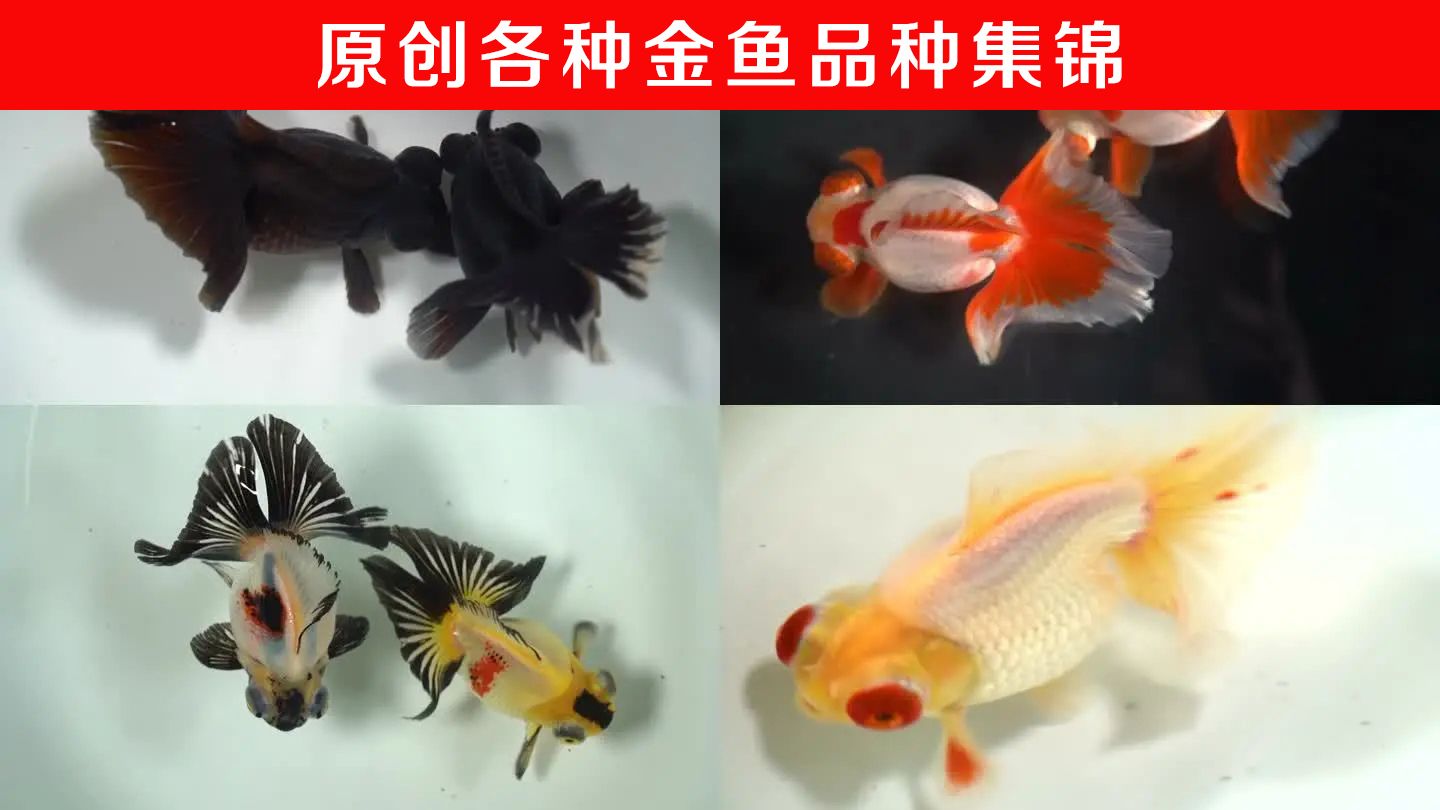 寵物觀賞魚有哪些常見的品種圖片視頻：寵物觀賞魚有哪些常見的品種