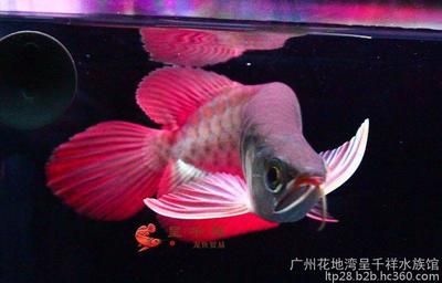 綠皮紅龍魚好么：綠皮紅龍魚好么，綠皮紅龍魚的價格是多少