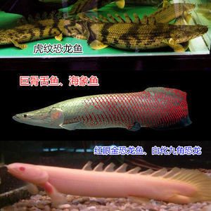 巨骨舌魚(yú)和金龍魚(yú)哪個(gè)貴些：巨骨舌魚(yú)和金龍魚(yú)哪個(gè)貴？