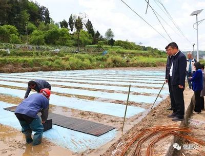 龍魚頭頂發(fā)白是水莓病嗎：龍魚頭頂發(fā)白是水莓病嗎龍魚頭頂發(fā)白是水莓病嗎 龍魚百科 第2張