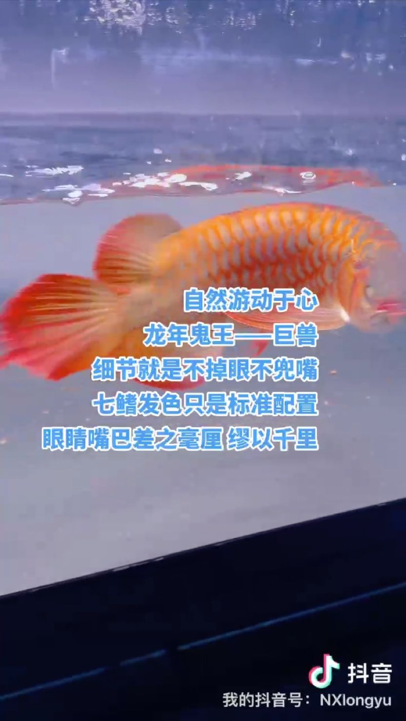 龍年鬼王品質(zhì)：多肉養(yǎng)成記之烤翅 觀賞魚(yú)論壇