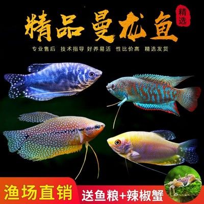 龍魚繁殖技術與管理論文：龍魚的繁殖技術與管理