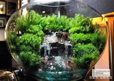 龍魚缸長綠色青苔怎么辦：龍魚缸長綠色青苔怎么辦龍魚缸長綠色青苔怎么處理 龍魚百科 第1張