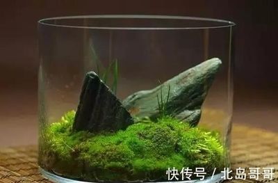 龍魚缸長綠色青苔怎么辦：龍魚缸長綠色青苔怎么辦龍魚缸長綠色青苔怎么處理 龍魚百科 第3張