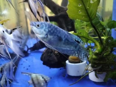 ：日常喂食飼料和餌料嗎？ 觀賞魚論壇 第1張