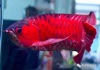 紅龍魚飼料能喂羅漢魚嗎有毒嗎：紅龍魚飼料能否喂羅漢魚，是否有毒