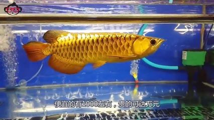 金龍魚張嘴：金龍魚張嘴的原因