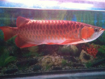 橙紅龍魚視頻：【橙紅龍魚】橙紅龍魚視頻