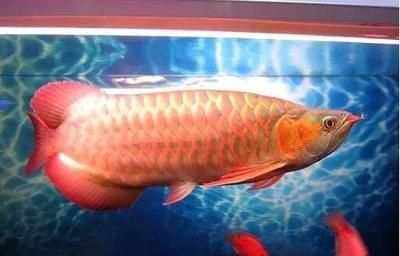 橙紅龍魚視頻：【橙紅龍魚】橙紅龍魚視頻