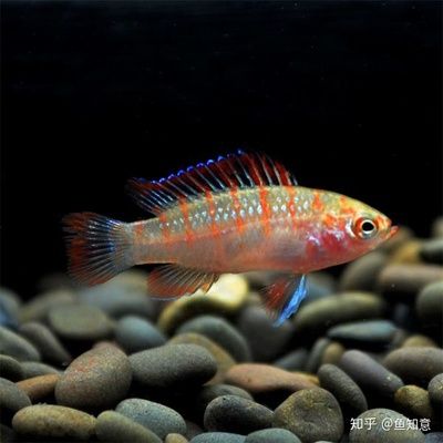 火焰變色龍魚能長多大：火焰變色龍魚在家庭水族箱中通常能夠觀察到的尺寸 龍魚百科 第2張