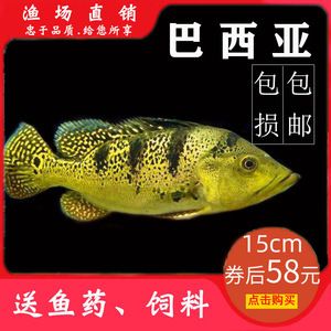 龍魚最好的配魚方法是什么：適合與龍魚混養(yǎng)的魚類