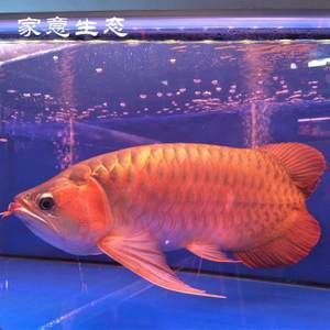 金龍魚(yú)苗養(yǎng)大快嗎還是小快：金龍魚(yú)苗養(yǎng)大快嗎 龍魚(yú)百科