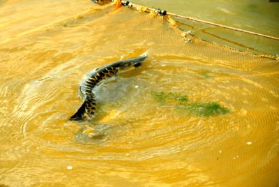 金龍魚(yú)棲息地在哪里：金龍魚(yú)棲息地主要包括以下幾個(gè)地區(qū)，金龍魚(yú)棲息地在哪里 龍魚(yú)百科 第1張