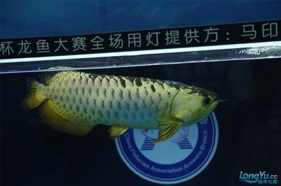 龍魚比賽冠軍：“長城杯”世界龍魚錦標(biāo)賽冠軍魚主人否認(rèn)出售消息 龍魚百科 第3張