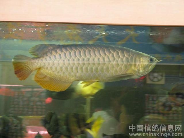 頂級金龍魚價格表：2024年金龍魚價格走勢