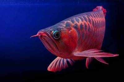 紅龍魚(yú)壽命多少年正常：紅龍魚(yú)壽命多少年