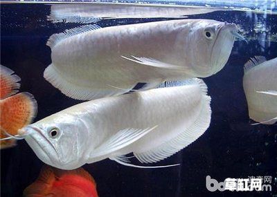 一條銀龍魚大概多少錢：一條銀龍魚大概多少錢一條銀龍魚大概多少錢 龍魚百科 第2張