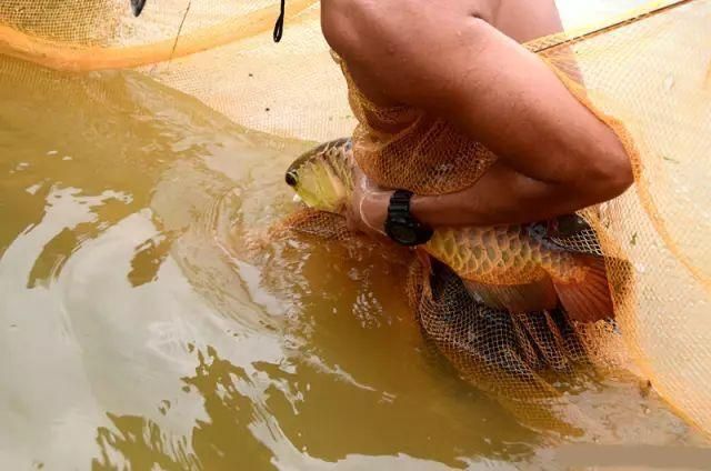 金龍魚那里有野生的嗎：關于金龍魚的野生種群分布 龍魚百科 第3張