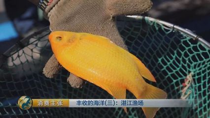 黃龍魚：黃龍魚是一種在水產(chǎn)業(yè)中備受關(guān)注的物種，具有一定的經(jīng)濟(jì)價(jià)值和觀賞價(jià)值