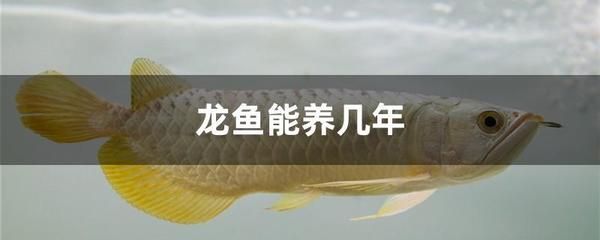 治療龍魚腸炎最好的藥是什么藥：養(yǎng)殖龍魚是否會感到孤單？