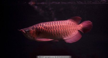 彩色金龍魚：彩色金龍魚是一種什么樣的魚？