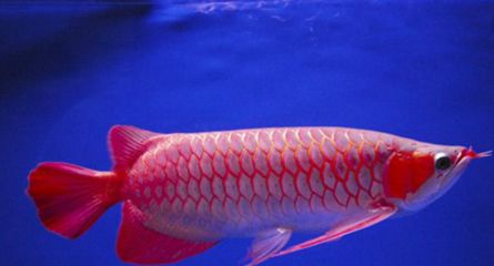 紅龍魚(yú)最高價(jià)格：紅龍魚(yú)價(jià)格多少錢(qián)一條？