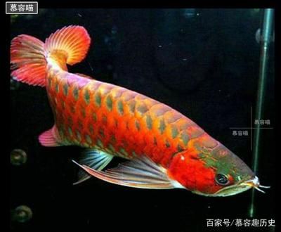 什么顏色的金龍魚(yú)最值錢(qián)：什么顏色的金龍魚(yú)最值錢(qián)什么顏色的金龍魚(yú)最值錢(qián) 龍魚(yú)百科 第2張