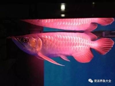 藥水龍魚是怎么回事：關(guān)于藥水龍魚的詳細(xì)解釋 龍魚百科 第2張