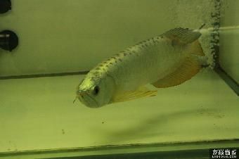 金龍魚古典過背和金頭過背的區(qū)別是什么 龍魚百科 第1張