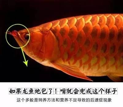 龍魚怎么區(qū)分好壞：鑒別龍魚品質(zhì)好壞的關(guān)鍵點(diǎn)， 龍魚百科 第2張