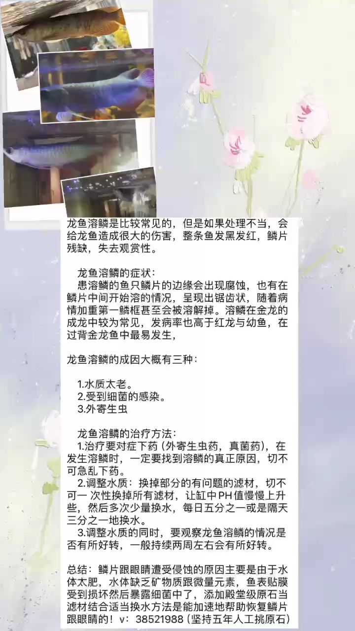 龍魚融鱗怎么辦 觀賞魚論壇