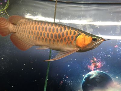 龍魚成長(zhǎng)過程變化：龍魚幼魚期的喂養(yǎng) 龍魚百科 第1張