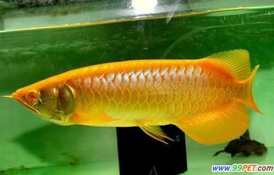 世界最大的龍魚(yú)：世界上最大的龍魚(yú) 龍魚(yú)百科 第2張