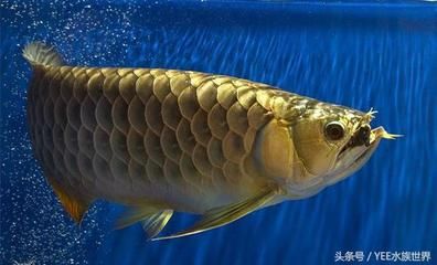 龍魚吃死魚嗎會死嗎：龍魚會吃死魚嗎？ 龍魚百科 第2張