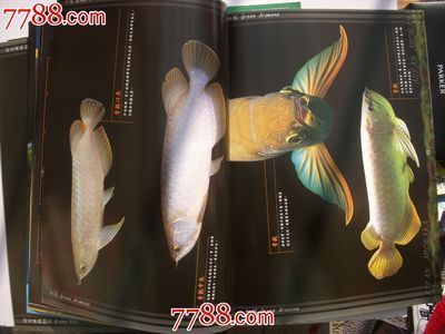 龍魚專刊書籍：有關(guān)龍魚?？瘯囊恍┬畔? title=