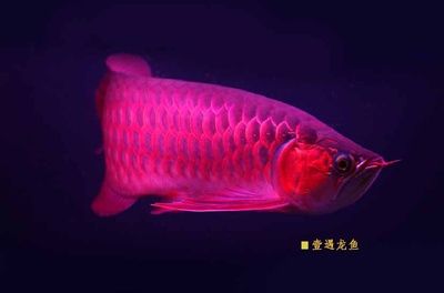 紅龍魚品牌推薦：泗水紅龍品牌推薦 龍魚百科 第1張